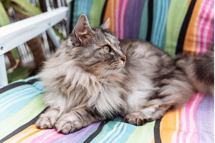 cat on porch iStock-2161350086