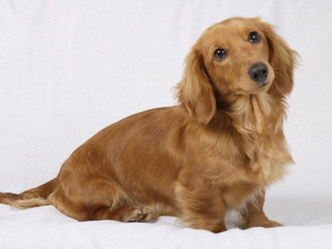 Dachshund longhair iStock-673387870 cropped and resized