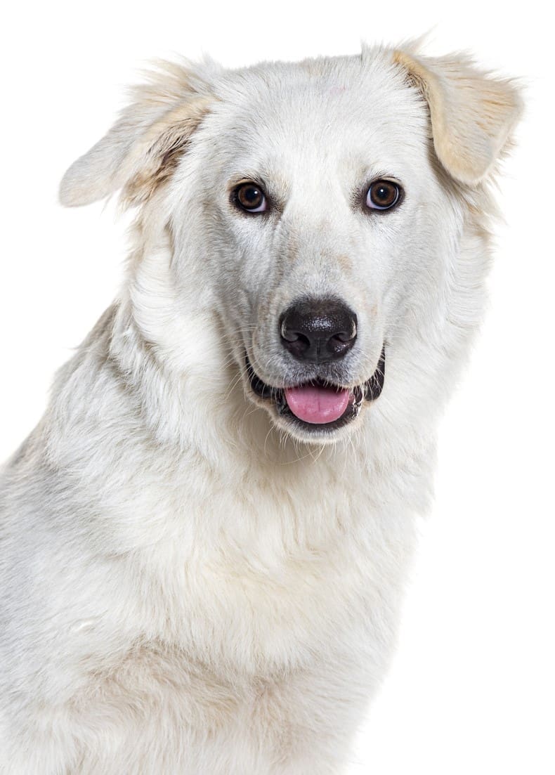 Dog White iStock-1930449874
