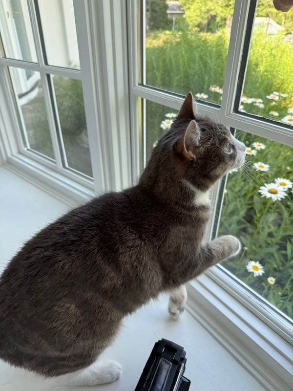 Nikki on sill IMG_0933