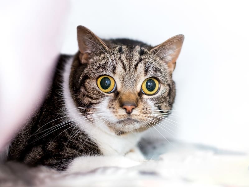 Worried Cat 2 dreamstime_s_362397140