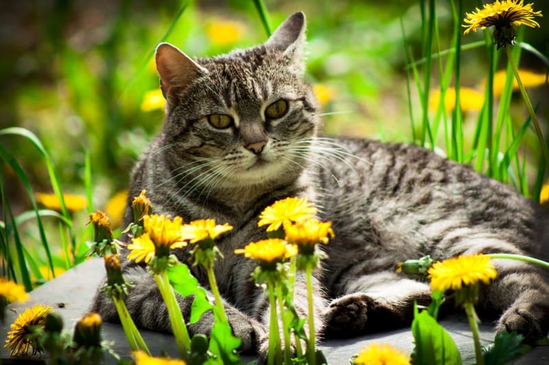 cat and Flowers dreamstime_s_56209192