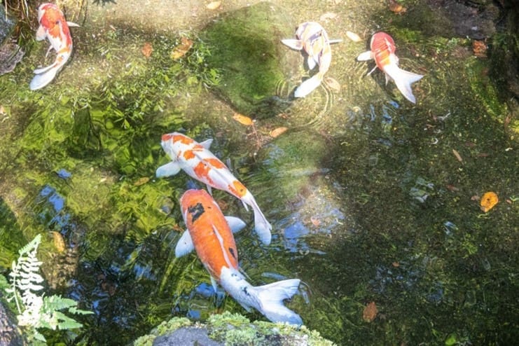 Fish as a Model for the Benedictine Life – RB 4.20-21