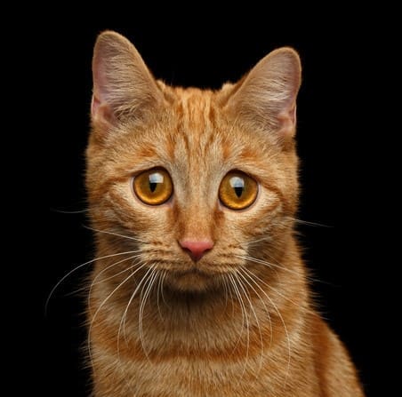 Sad Cat cropped iStock-698542478