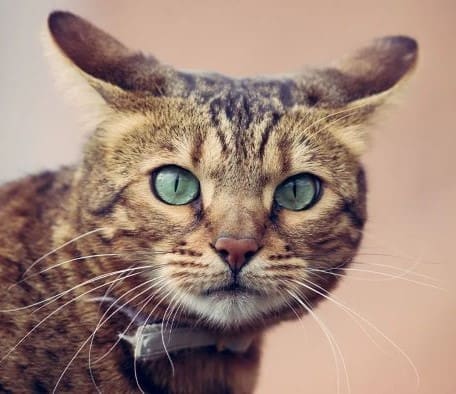 Cat with flat ears cropped