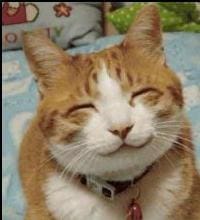Happy Cat