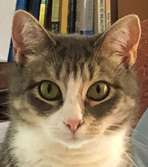 Nikki IMG_5567 headshot cropped