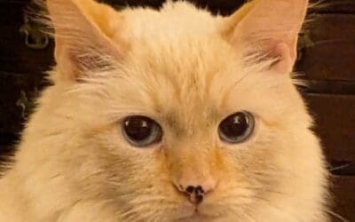 Mandu – Andover, Massachusetts