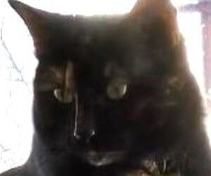 Sophie – Peabody, Massachusetts