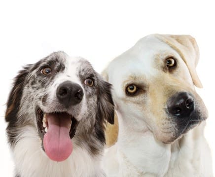 Two Dogs iStock-1169909090 cropped