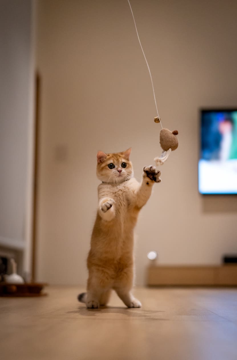 Orange kitten, British shorthair cat is playing with cat toy