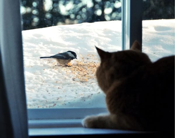 Bird TV 2 cropped & resized