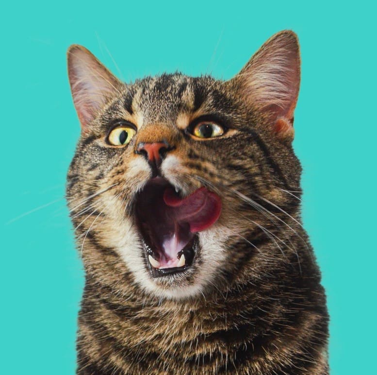 Cat ouch iStock-1441571396 cropped