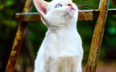 Climbing the Ladder of Humility – Steps 6 & 7