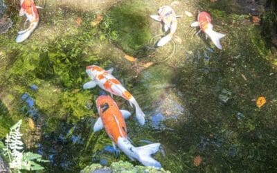 Fish as a Model for the Benedictine Life – RB 4.20-21