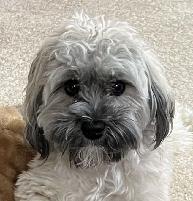 Mojito – Springfield, Pennsylvania